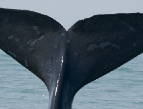 Quais são as baleias mais ameaçadas de extinção